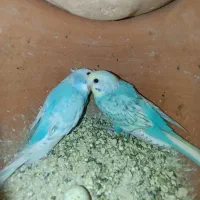 مرغ عشق بالغ