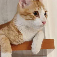 واگذاری رایگان گربه طلایی