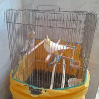 عروس هلندی
