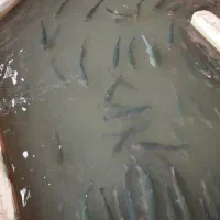 حراج ماهی قزل آلا به مدت محدود (یک هفته)