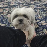 شیتزو تریر ی دختر و پسر دارم|سگ|گرگان, |دیوار