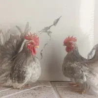 مرغ و خروس جاپنیز