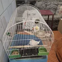 عروس هلندی|پرنده|صحنه, |دیوار