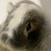 بچه خرگوش خیلی ناز|موش و خرگوش|زاهدان, |دیوار