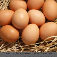 فروش تخم مرغ محلی گلین