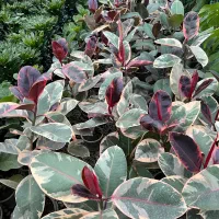 فروش فوری تمام گلهای گلخانه|گل و گیاه طبیعی|عباسآباد, |دیوار