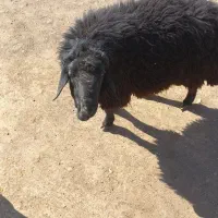 قوچ دودندان|حیوانات مزرعه|عطاملک, |دیوار