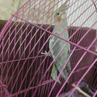 طوطی عروس|پرنده|رشت, حومه رشت|دیوار