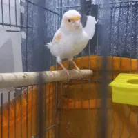 قناری نر و یک عدد قفس جفت کن