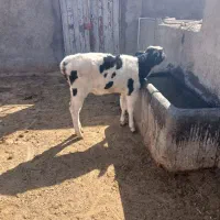 گوساله شیری|حیوانات مزرعه|کوهدشت, |دیوار