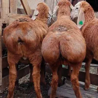 نرینه قلمابی زنده عقیقه قربانی درجه 1 گوسفند|حیوانات مزرعه|مشهد, خین عرب|دیوار