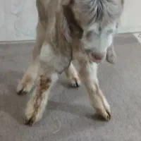 سلام یک عدد بزغاله شیری