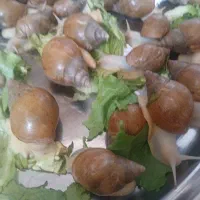 حلزون آلبینو برای پوست و پرورش