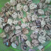 مغز. گردو