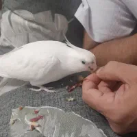 عروس هلندی آلبینو دستی فول رام سخنگو