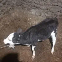 گاو گوساله|حیوانات مزرعه|دهگلان, |دیوار