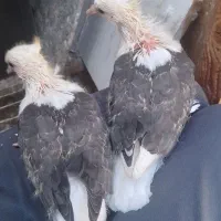 جفت جوجه کبوتر دوکت نقش برای دستی شدن