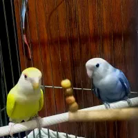 یک جفت طوطی برزیلی (ماده سخنگو) با قفس و لونه|پرنده|شهریار, شهریار|دیوار