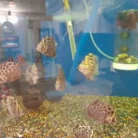 ماهی اسکات سبز