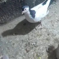 خالدوم دم سیاه