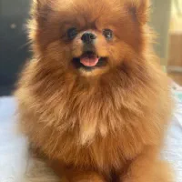 توله ‌ پامرانین خرسی عروسکی از این نر زیبا موجود م|سگ|رشت, حمیدیان|دیوار