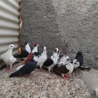 ده تا کفتر رنگه قیمت مناسب