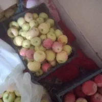 سیب پادنا ارگانیک|خوردنی و آشامیدنی|شیراز, شهرک فرزانگان|دیوار