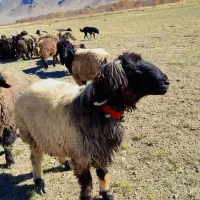 شیشک قوچ|حیوانات مزرعه|فرخ‌شهر, |دیوار