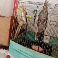 3عدد عروس هلندی
