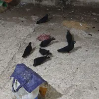 ذاغ واکسی عتیقه