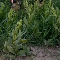 فروش زمین کشاورزی درروستای ملاکندی