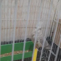 عروس هلندی|پرنده|شادگان, |دیوار