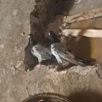 کبوتر