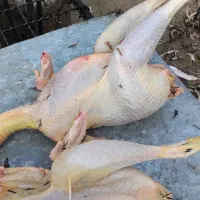 غاز.اردک.بوقلمون.مرغ.خروس|حیوانات مزرعه|رشت, پاستوریزه|دیوار