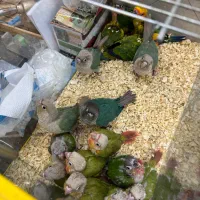گیرنچیک راهب سرلاکی نرم خور