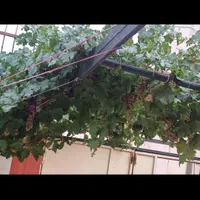 تک واحدی همکف ۱۰۰متری حیاطدار شیک اول نسیم ۵|اجارهٔ آپارتمان|شاهین‌شهر, نسیم ۱|دیوار