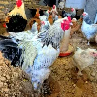 فروش مرغ و خروس برهما (۴ ماهه تا ۵ ماهه)