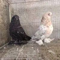 لانگ فیس