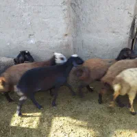 بره ماده قوچ خورده افشاری