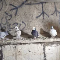 کاشانی پرشی