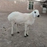 بره ـ قوچ ـ میش