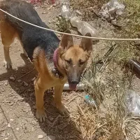 سگ ژرمن