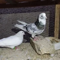 کبوتر های عالی