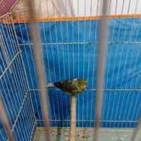 قناری بخون|پرنده|کرمان, |دیوار