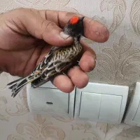 سهره نر کهنه درجه یک|پرنده|خمینی‌شهر, |دیوار