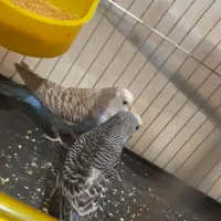 یک جفت مرغ عشق|پرنده|تاکستان, |دیوار