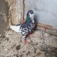 چپ سیاه گلدار