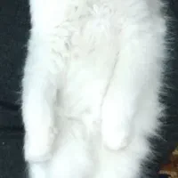 واگزاری پرشین نر فوری