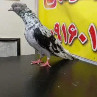 دم سفید|پرنده|سوسنگرد, |دیوار