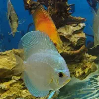 دیسکس جفت،مولد|ماهی|اسلام‌شهر, شهرک قائمیه|دیوار